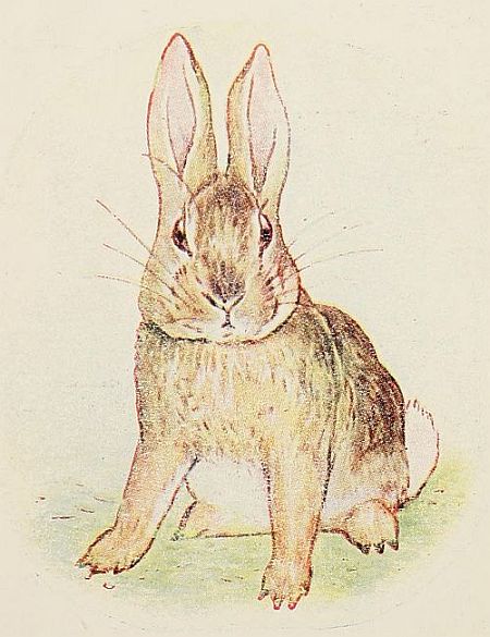 rabbit