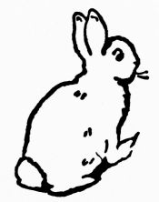 rabbit