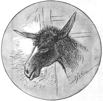 donkey's head