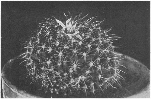 HORNED TOAD CACTUS (Mammillaria Mainæ)