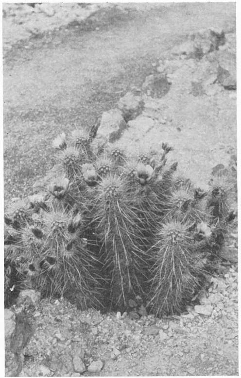 GOLDEN SPINED STRAWBERRY CACTUS (Echinocereus chrysocentrus)