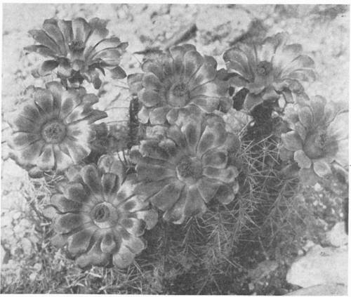 SALMON FLOWERED HEDGEHOG CACTUS (Echinocereus Leeanus)