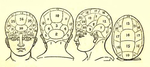 The 35 regions of the brain