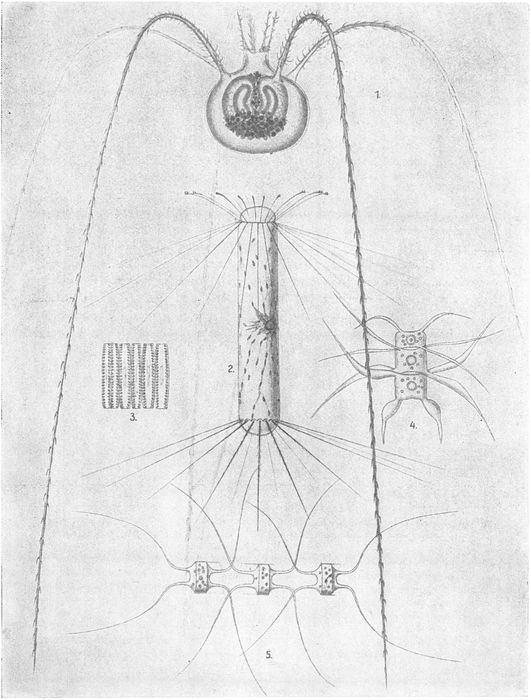 Oberflchen- und Tiefenplankton