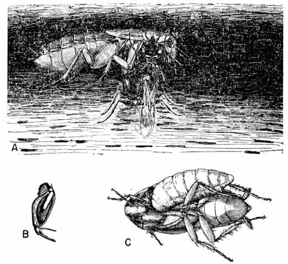 Ampulex canaliculata.