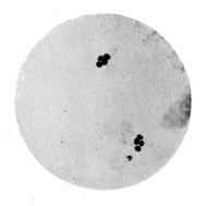 Ascospore Formation in Yeast