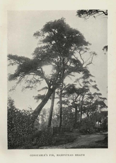 CONSTABLE'S FIRS, HAMPSTEAD HEATH