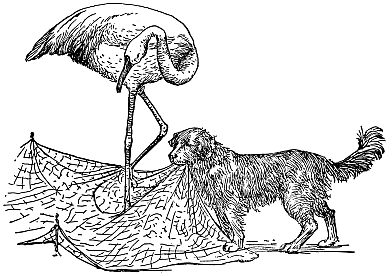 crane caught in fish net, dog pulling on net