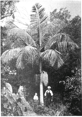 Kentia Palm