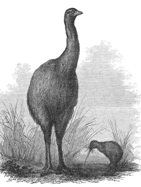 MOA AND APTERYX 