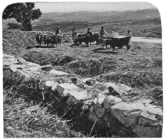 ORIENTAL THRESHING FLOOR.