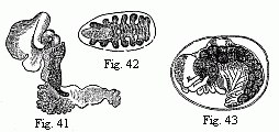 Fig. 41. Entoniscus
Cancrorum, female, magnified. Fig. 42. Cryptoniscus planarioides, female,
magnified. Fig. 43. Embryo of a Corophium, magnified.