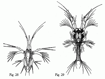 Fig. 28. Nauplius of a Prawn, magnified. Fig. 29. Young Zoëa of the same Prawn, magnified.