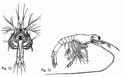 Fig. 32. Youngest (observed) Zoëa of another Prawn. The minute buds of the third pair of maxillipedes are visible. The formation of the abdominal segments has commenced. Paired eyes still wanting. Magnified. Fig. 33. Older larva produced from the Zoëa represented in Fig. 32. The last segment and the last two pairs of feet of the middle-body are wanting. Magnified.