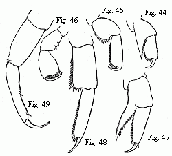 Figs. 44 to 46. Feet of a half-grown Hyperia Martinezii, n. sp. (Named after my valued friend the amiable Spanish zoologist, M. Francisco de Paula Martinez y Saes, at present on a voyage round the world.) Figs. 47 to 49. Feet of a nearly adult male of the same species; 44 and 47 from the first pair of anterior feet (gnathopoda); 44 and 48 from the first, and 46 and 49 from the last pair of thoracic feet. Magnified.