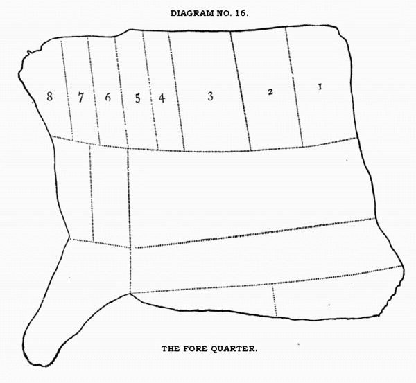 DIAGRAM NO. 16. THE FORE QUARTER.