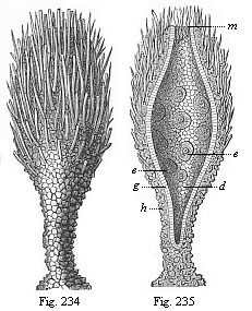 Prophysema primordiale, a living gastraead.