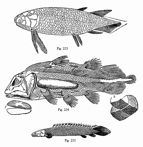 Fig. 253. A Devonian Crossopterygius (Holoptychius nobilissimus), from the Scotch old red sandstone.
Fig. 254. A Jurassic Crossopterygius (Undina penicillata), from the upper Jurassic at Eichsttt. Fig. 255. A living Crossopterygius, from the Upper Nile.