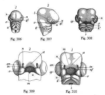 Figs. 306 and 307. Head of a chick embryo, three days old. Fig. 308. Head of a chick embryo, four days old, from below. Figs. 309 and 310. Heads of chick embryos: 309 from the end of the fourth, 310 from the beginning of the fifth week.